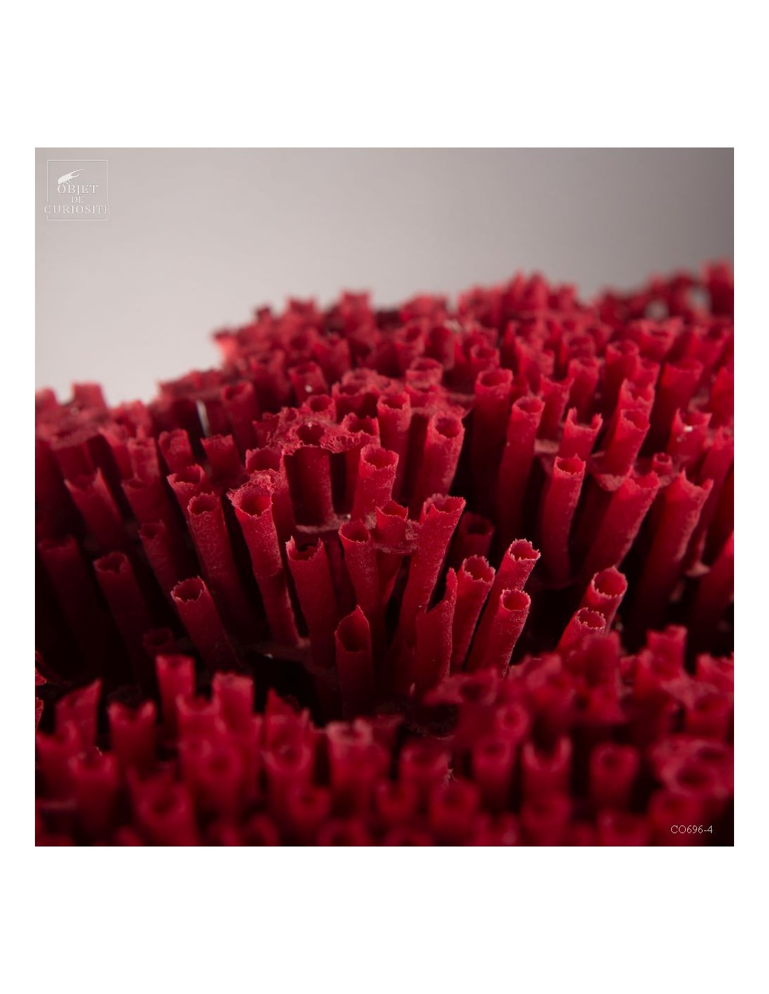 Red coral TUBIPORA MUSICA Red coral TUBIPORA MUSICA