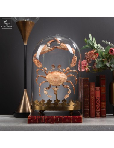 Crabe éclaté sous globe ovale, avec...