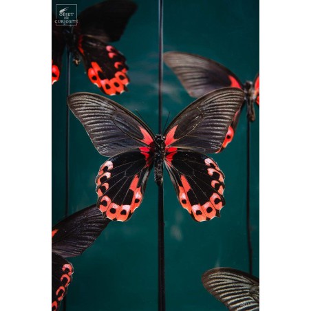 6 Red butterflies - Oval globe on brass black base