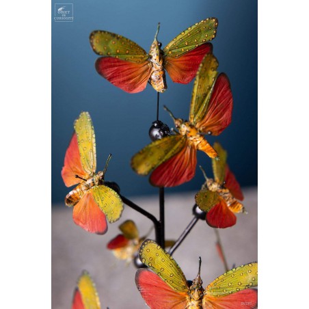9 Saiva Cardinalis butterflies under glass