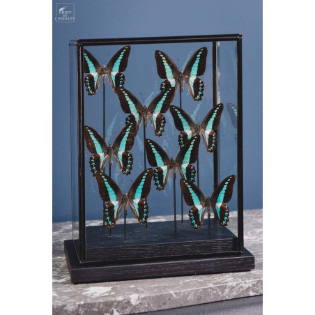 8 butterflies GRAPHIUM MILON under rectangular glass