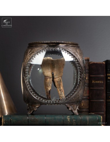 Tooth of woolly rhinoceros