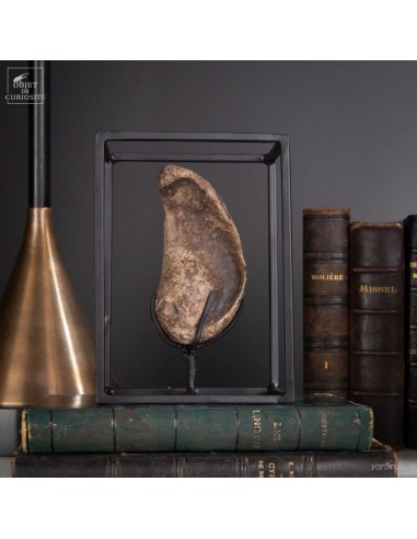 Inner ear fossilized whale bone South...