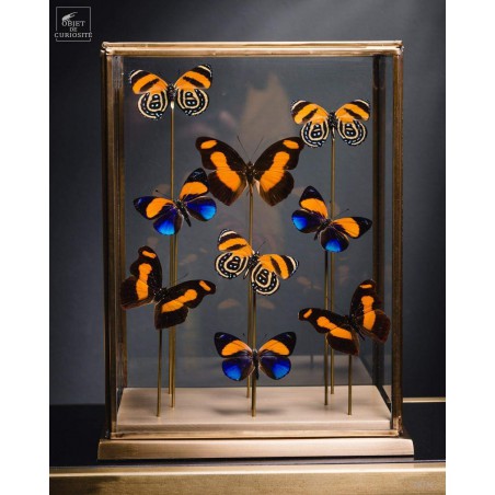 9 papillons oranges sous globe rectangulaire