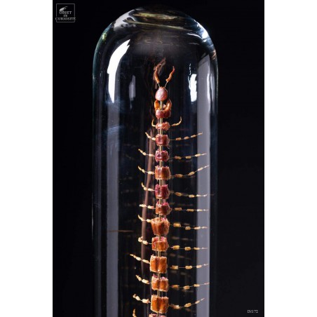 Fragmented centipede under glass with brass base