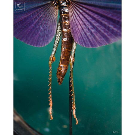 Criquet VIOLET dans reliquaire noir Criquet VIOLET dans reliquaire noir