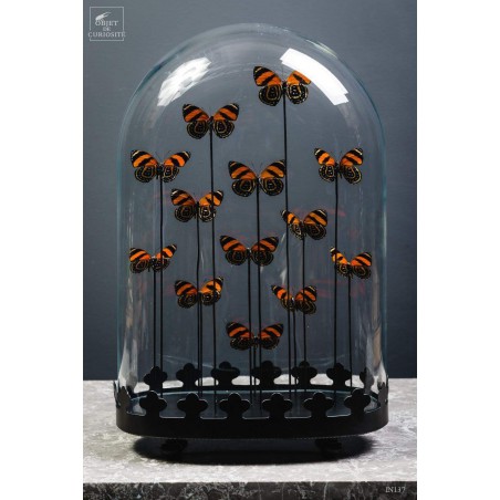 13 red Callicore butterflies under oval glass