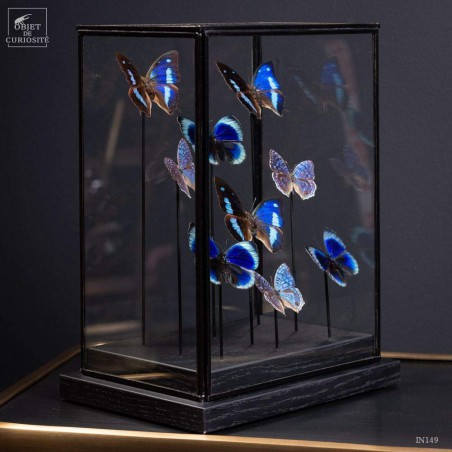 9 papillons bleus dans globe rectangulaire