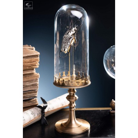 Goliathus under small glass - brass base