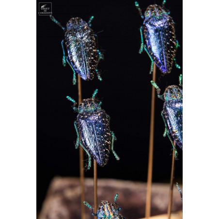 12 buprestes violets de Madagascar globe rectangle, base laiton