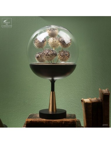 7 hystrix fish in ball glass
