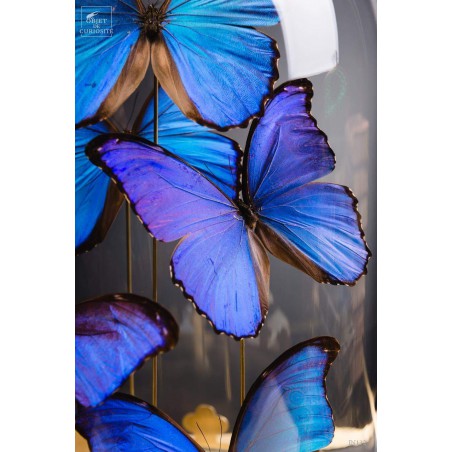 5 Morpho butterflies under round glass and brass