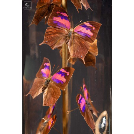 17 butterflies ANAEA NESSUS under glass with brass base