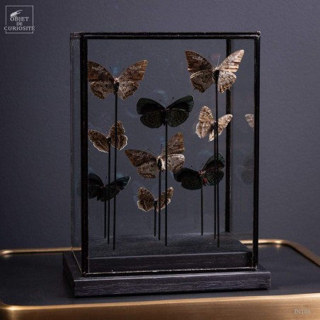 9 papillons bleus dans globe rectangulaire