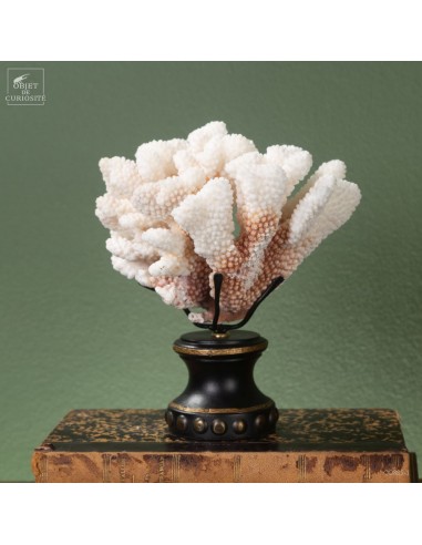 Corail choux fleur -POCILLOPORA...