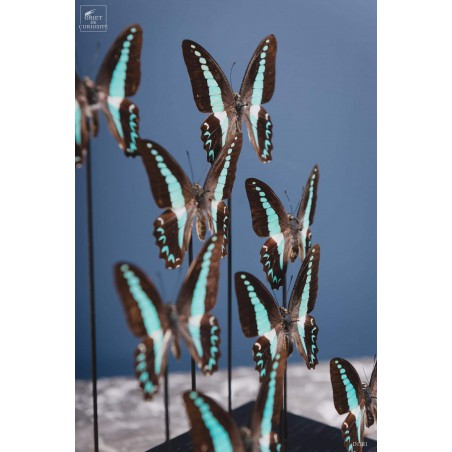 8 butterflies GRAPHIUM MILON under rectangular glass