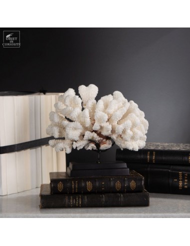 White coral-POCILLOPORA MEANDRINA