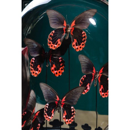 6 Red butterflies - Oval globe on brass black base