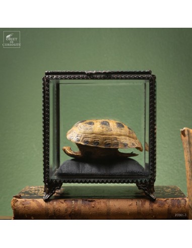 Stepp tortoise in glass box