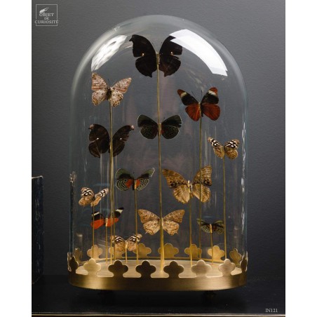 13 blue butterflies under oval glass, brass base