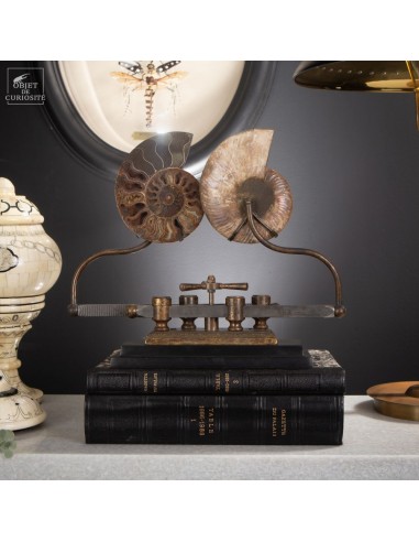 Ammonite on sliding machine