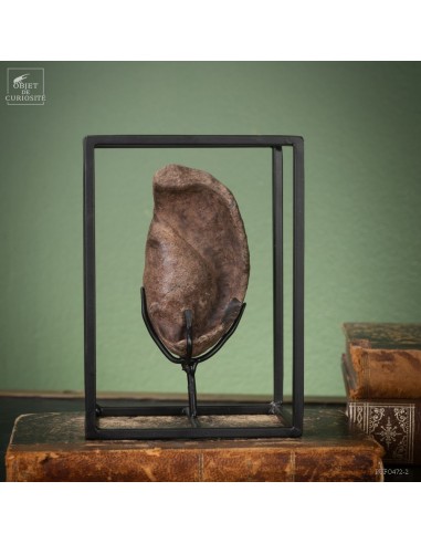 Os d'oreille interne de Baleine...