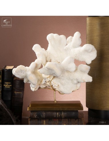 Corail Patte de chat ACROPORA...