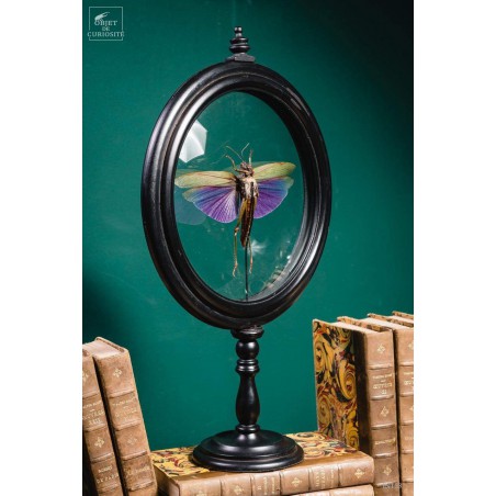 Criquet VIOLET dans reliquaire noir Criquet VIOLET dans reliquaire noir