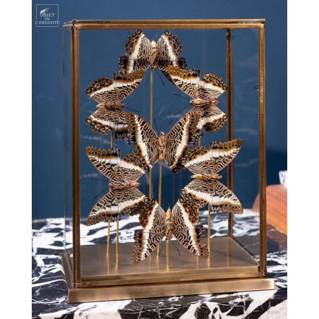 7  butterflies CHARAXES BRUTUS  in rectangular glass