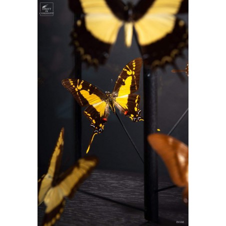 12 yellow butterflies under square glass