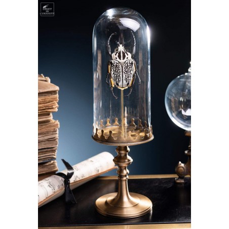 Goliathus under small glass - brass base
