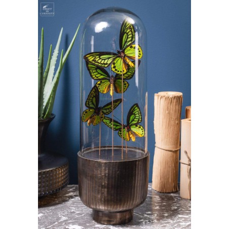 4 butterflies ORNITHOPTERA in capsule glass.