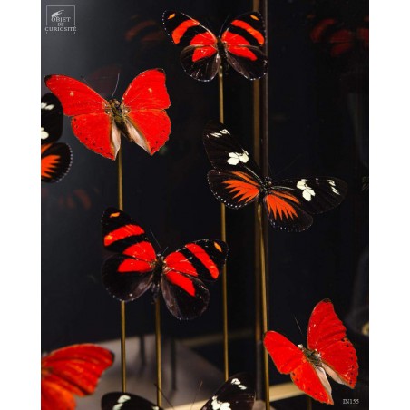 9 papillons rouges sous globe rectangulaire