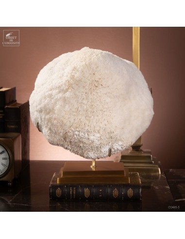 White coral HALOMITRA PILEUS