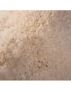 Corail blanc Bowl... 2