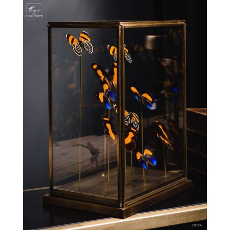 9 papillons oranges sous globe rectangulaire