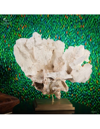 White coral PACHYSERIS RUGOSA, brass...