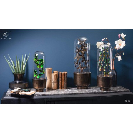 10 butterflies URANIA RIPHEUS in capsule glass