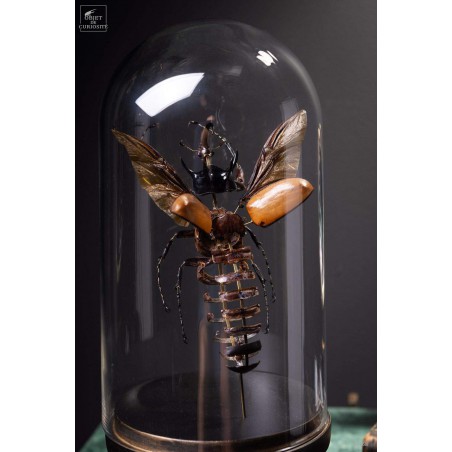Fragmented beetle under glass on brass stand