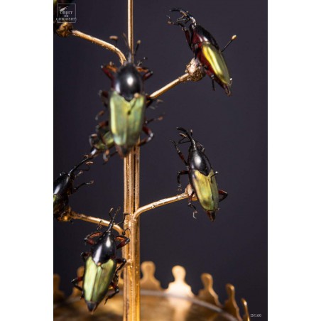 8 insects COCONUT WEEVIL