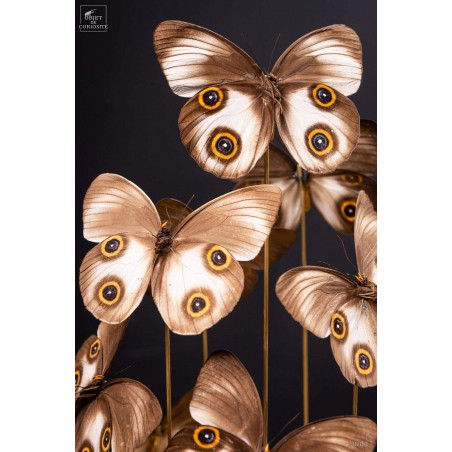 11 TAENARIS URANIA butterflies under glass