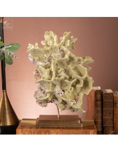 Fire coral MILLEPORA EXAESA