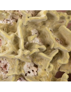 Fire coral MILLEPORA EXAESA 2