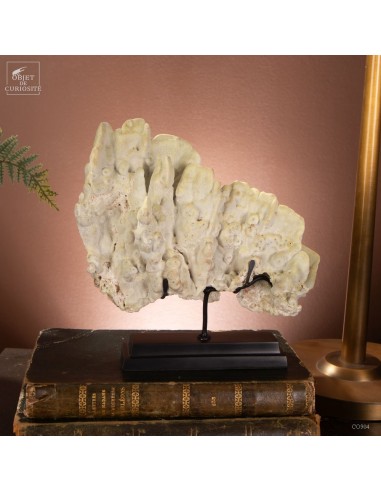 Fire coral MILLEPORA EXAESA