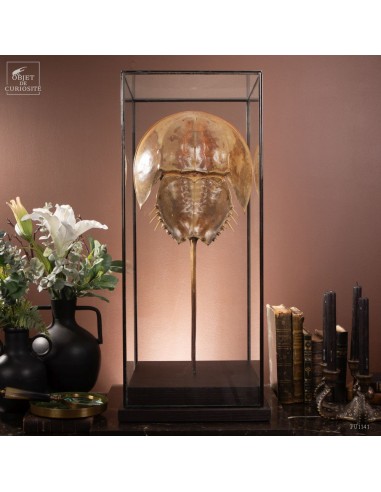 Giant horseshoe crab under square glass