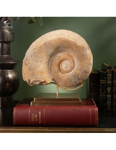 Lytoceras fimbriatum du Haut atlas