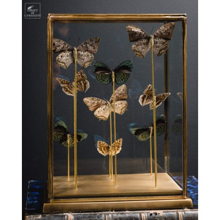 9 blue butterflies under glass, brass base