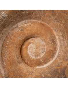 Lytoceras fimbriatum from... 2