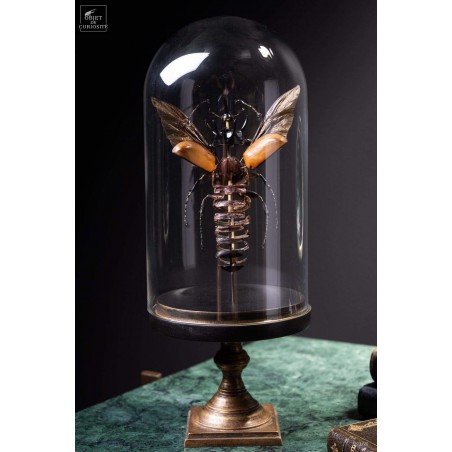 Fragmented beetle under glass on brass stand