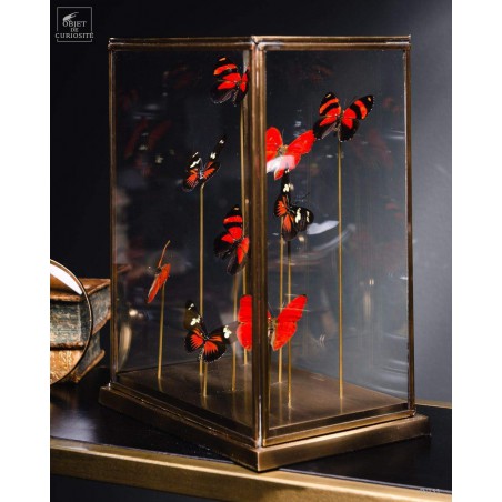 9 papillons rouges sous globe rectangulaire